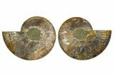 Cut & Polished,Agate-Replaced Ammonite Fossil - Madagascar #336827-1